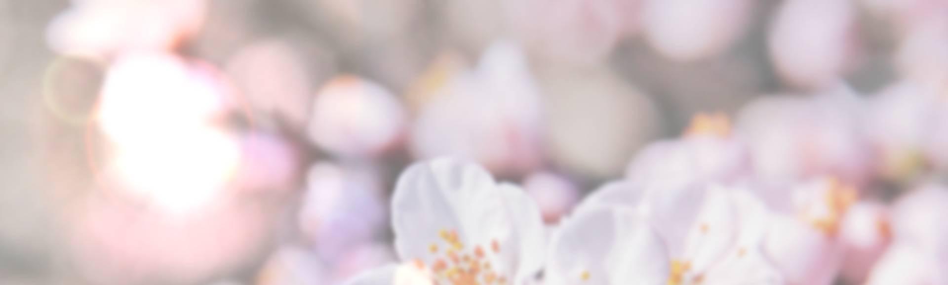 Blossom